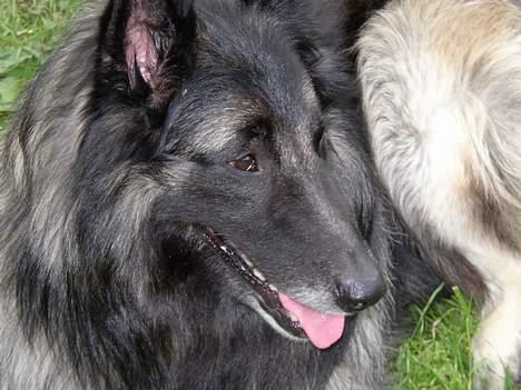 Tervueren Marco's Falco - <33 billede 4