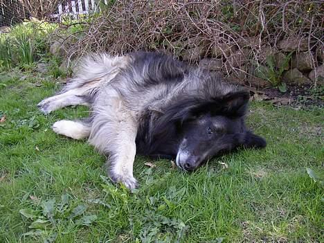 Tervueren Marco's Falco - "Det er altså træls du ikke nuser mig!" ;D billede 5