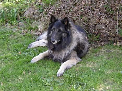 Tervueren Marco's Falco - Max nyder det gode vejr :) billede 6