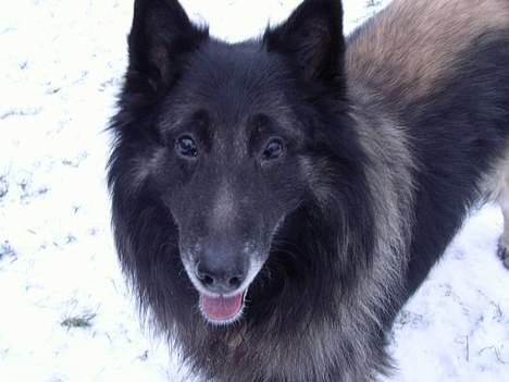 Tervueren Marco's Falco - Nåår <33 billede 7