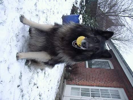 Tervueren Marco's Falco - Max i haven - med bold <3 billede 8