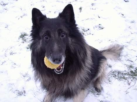 Tervueren Marco's Falco - Max elsker at lege ´bold´ og det er kedeligt når jeg bare vil tage billeder! billede 9