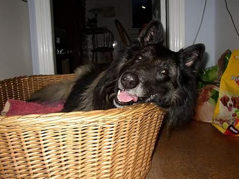 Tervueren Marco's Falco - Max er træt efter en legetur ;) billede 10