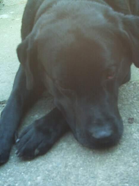 Labrador retriever Balou* Aflivet 4.juni07* billede 11