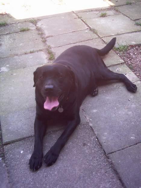 Labrador retriever Balou* Aflivet 4.juni07* billede 12
