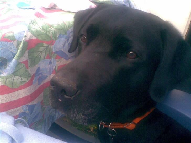 Labrador retriever Balou* Aflivet 4.juni07* - ikkke flere billeder!.. ej.. kom nuu.. ikke fler.. billede 13