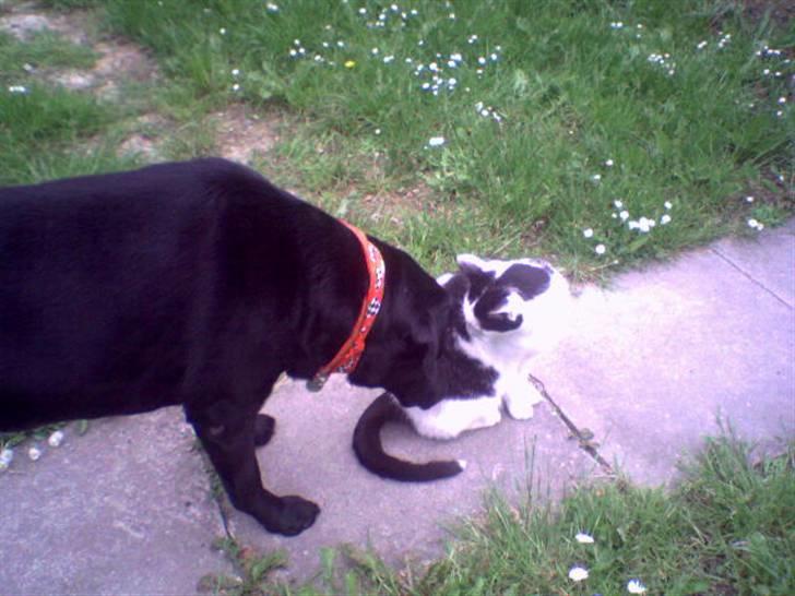 Labrador retriever Balou* Aflivet 4.juni07* - Yoh Max billede 14