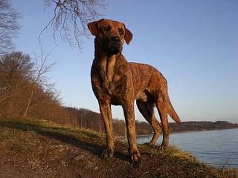 Blanding af racer Silver (død d. 11/5-07) - ser jeg pæn ud nu? billede 19