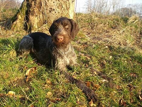 Ruhåret hønsehund Ra billede 13