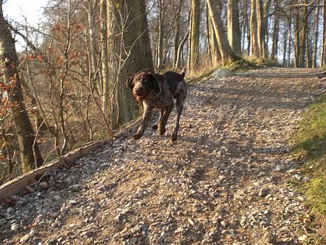 Ruhåret hønsehund Ra billede 14