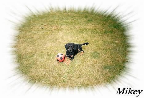 Blanding af racer Mikey - Kun 3 mdr gammel. - Gid man kunne gå tilbage i tiden billede 14