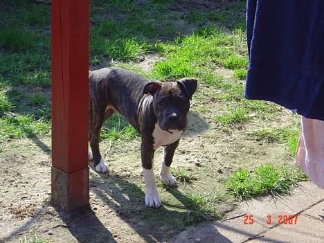 Amerikansk staffordshire terrier LaTiffa billede 6