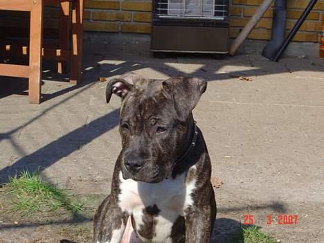 Amerikansk staffordshire terrier LaTiffa billede 7