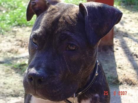 Amerikansk staffordshire terrier LaTiffa billede 8