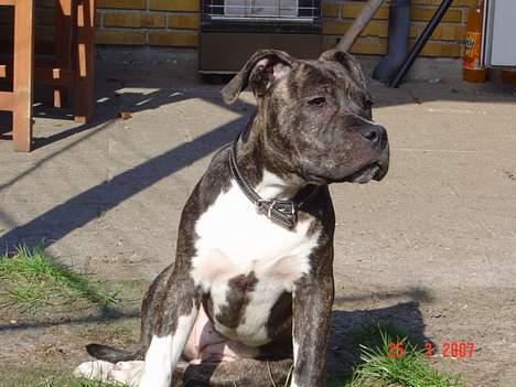 Amerikansk staffordshire terrier LaTiffa billede 9