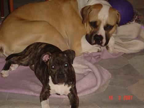 Amerikansk staffordshire terrier LaTiffa billede 10