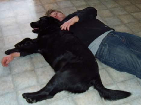 Labrador retriever bamse - godnat billede 12