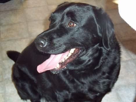 Labrador retriever bamse billede 13