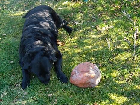 Labrador retriever bamse - omm en god hoppe bold billede 14