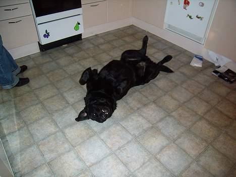 Labrador retriever bamse - klø mig klø mig kom nu klø mig billede 15