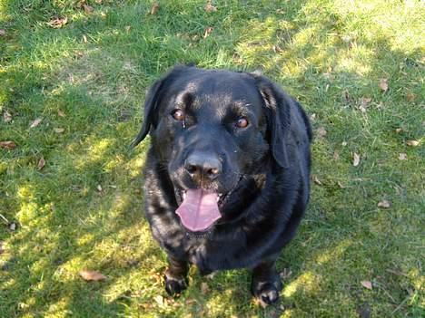 Labrador retriever bamse - kast nu!! billede 16