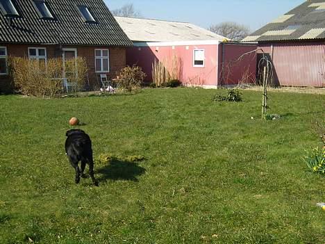 Labrador retriever bamse - jubii billede 17