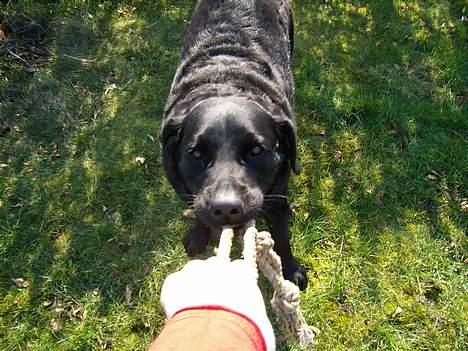 Labrador retriever bamse - NEJ DET ER MIN!!!! billede 18