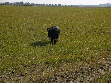 Labrador retriever bamse - en god løbe tur er altid godt billede 19