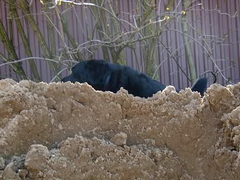Labrador retriever bamse - uuu sand og lidt mere sand billede 20