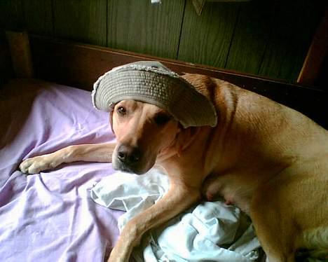 Blanding af racer mille - Mille en uge før hun fik sit første kuld hvalpe billede 17