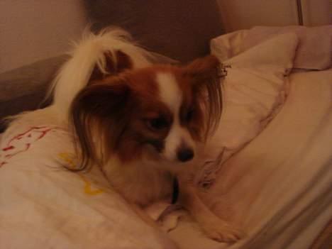 Papillon Feline *Aflivet :'(* - "Skal vi lege ? :)" Undskyld kvaliteten billede 3