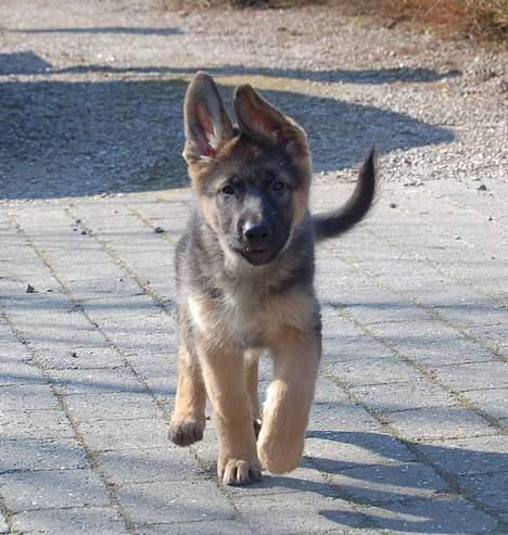 Schæferhund Smed´s Evita/ Liva*Solgt* billede 14