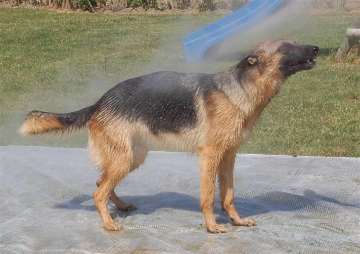 Schæferhund Smed´s Evita/ Liva*Solgt* - Sgu dejligt med en kold douce i varmen, Juni 2008 billede 15