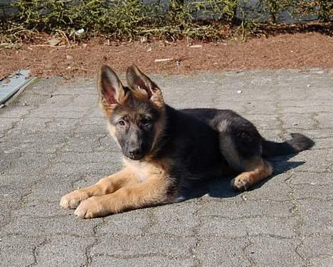 Schæferhund Smed´s Evita/ Liva*Solgt* billede 16