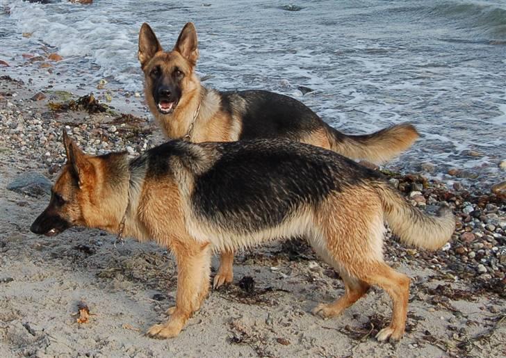 Schæferhund Smed´s Evita/ Liva*Solgt* - Tøserne ved vandet, Maj 2008 billede 17