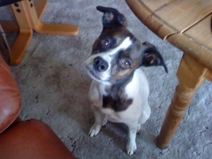 Blanding af racer chilli bean RIP - var der nogen der sagde tur billede 1