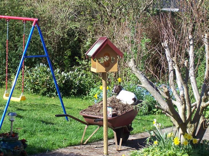 Blanding af racer chilli bean RIP billede 2