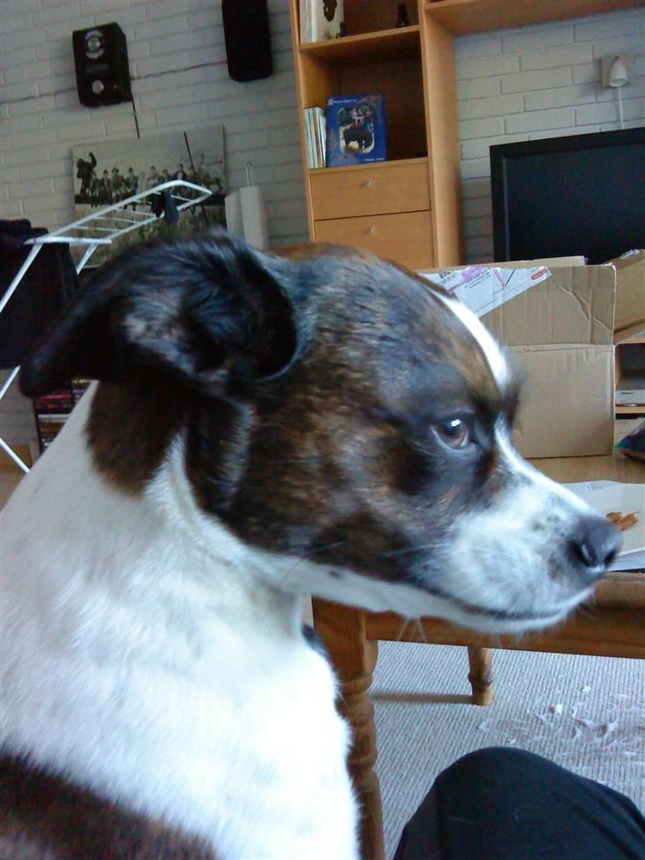 Blanding af racer chilli bean RIP - så smuk  billede 3