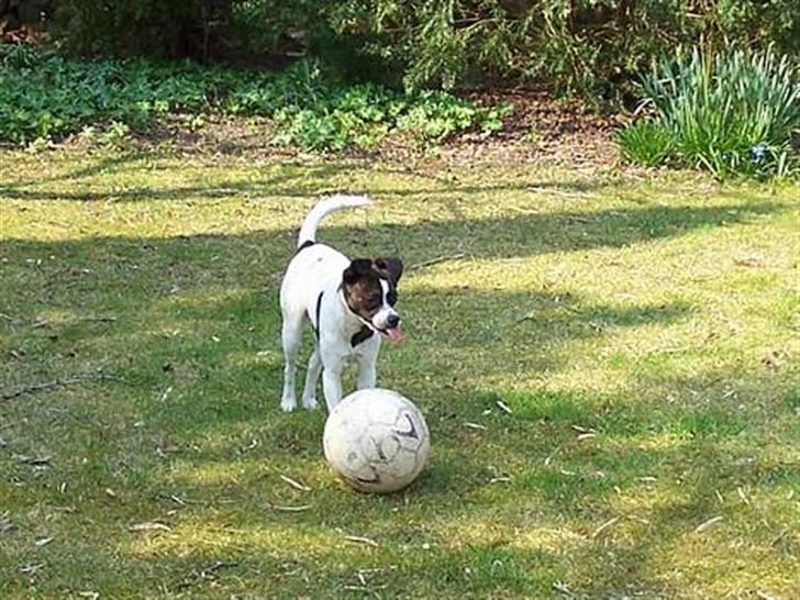 Blanding af racer chilli bean RIP billede 4