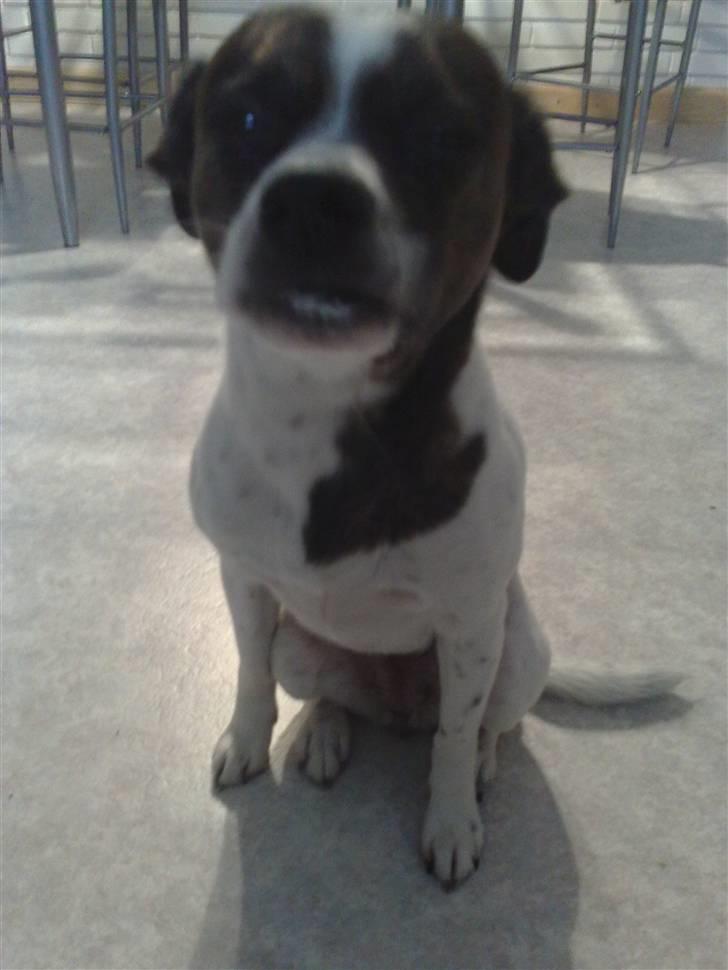 Blanding af racer chilli bean RIP - øv a38 og underbid... dårlig ide :) billede 5