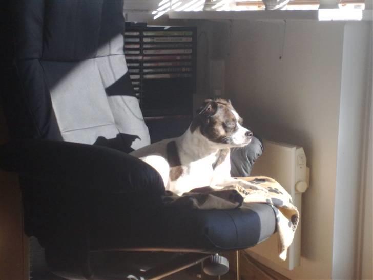 Blanding af racer chilli bean RIP - altid dejligt med forårs sol billede 7