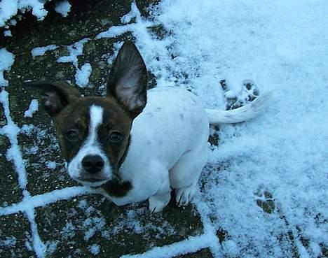 Blanding af racer chilli bean RIP billede 8