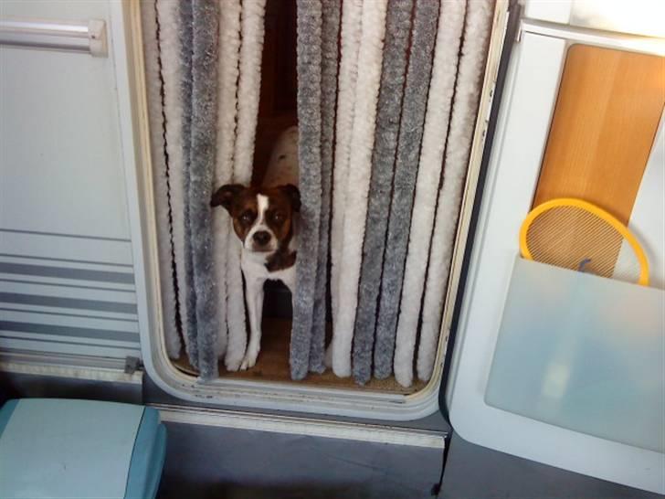 Blanding af racer chilli bean RIP billede 9