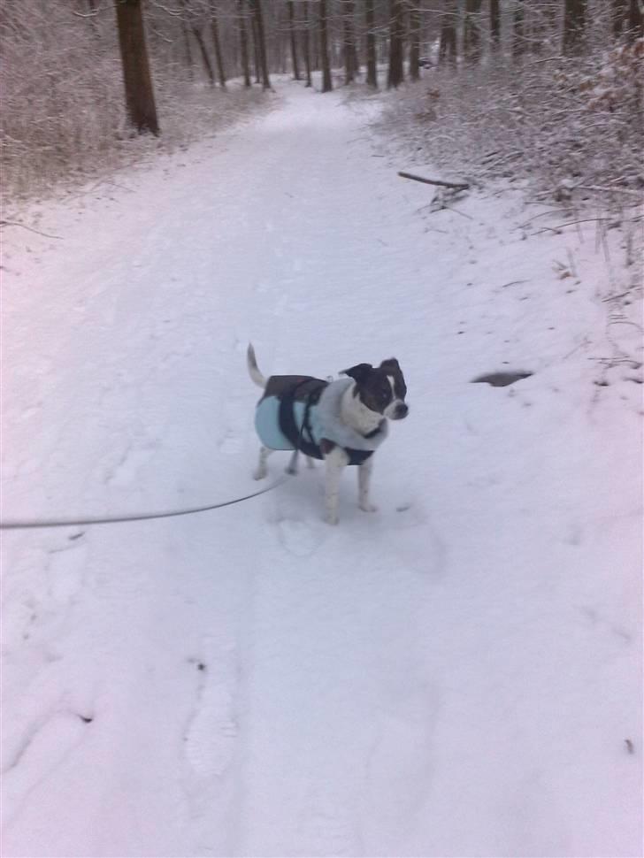 Blanding af racer chilli bean RIP billede 10