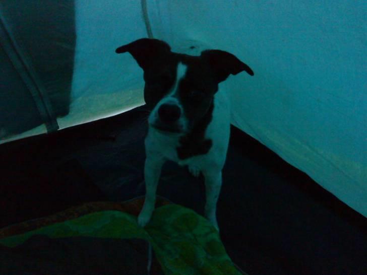 Blanding af racer chilli bean RIP - første gang i telt og så regner det piv billede 11