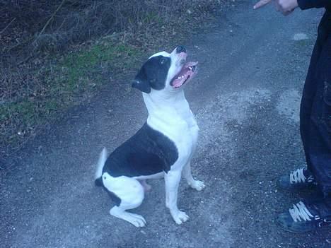 Amerikansk bulldog ballou - se hvor pænt jeg sidder ;) billede 9