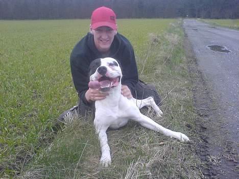 Amerikansk bulldog ballou - mig og pops på tur :) billede 10