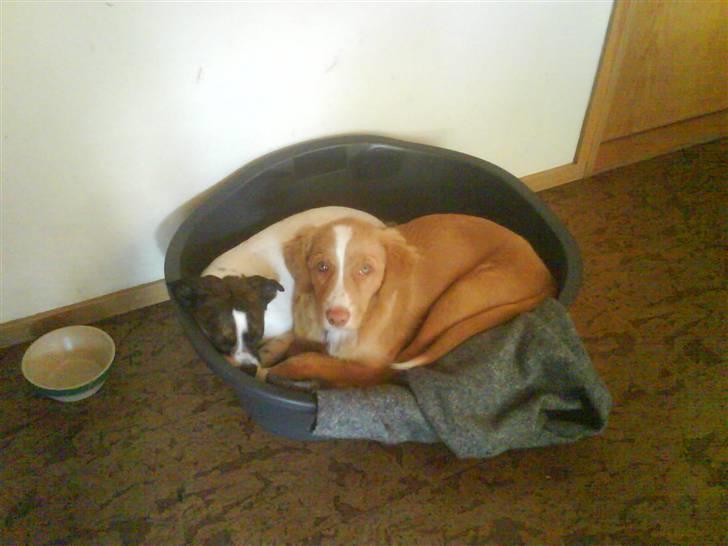 Blanding af racer chilli bean RIP billede 12