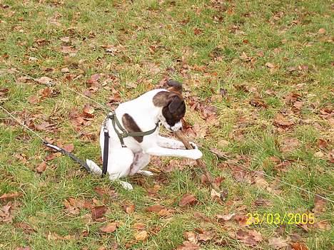 Blanding af racer chilli bean RIP - kan sidde som et egern billede 13