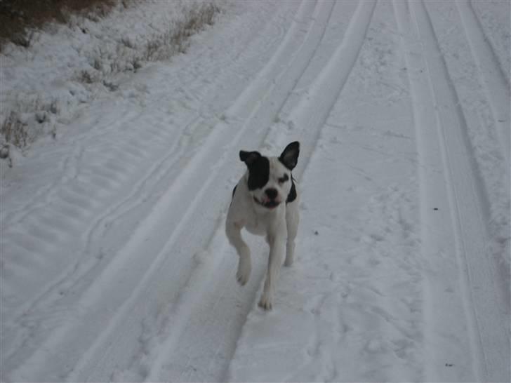Amerikansk bulldog ballou - Weeeeeeeee løber i sneén ;D billede 11